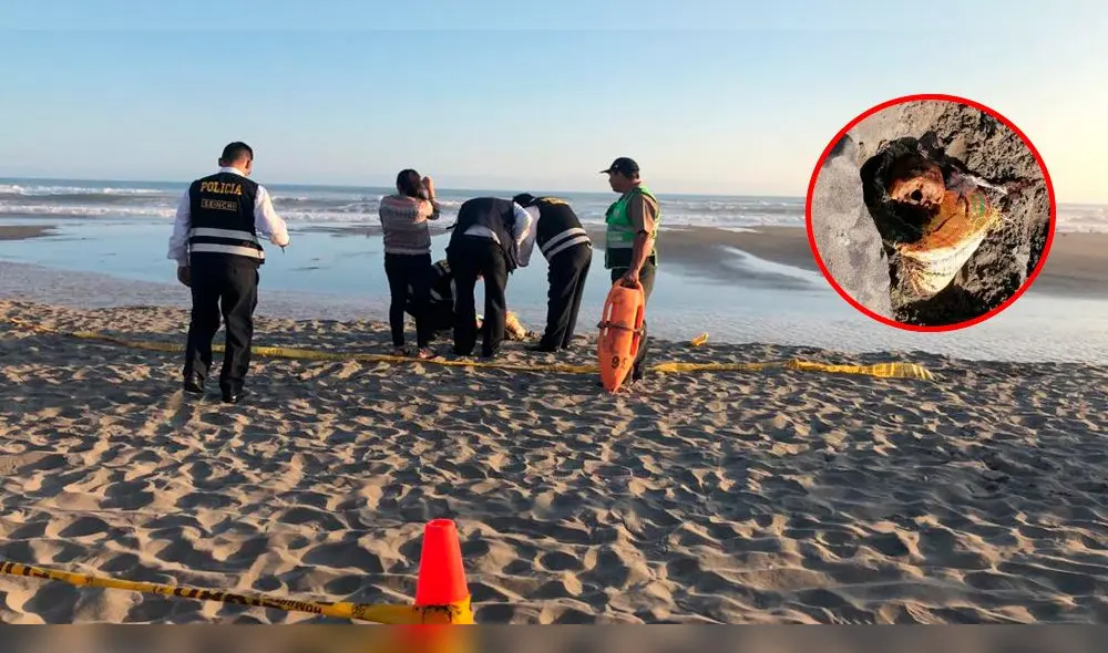 Hallan tres cráneos en playa de Camaná.