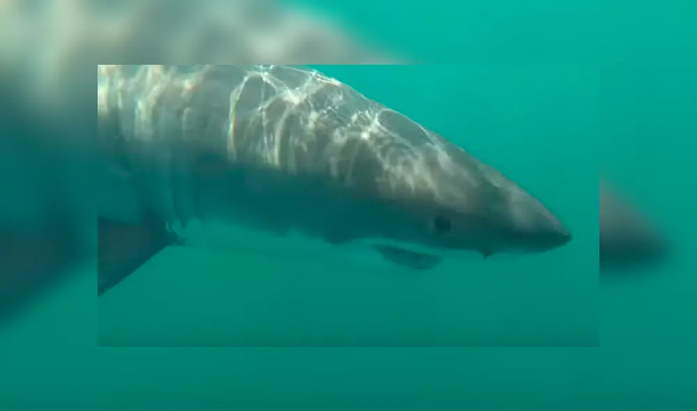 Desliza hacia la izquierda para ver el encuentro de los turistas con  enormes tiburones blancos. Video es viral en Facebook.