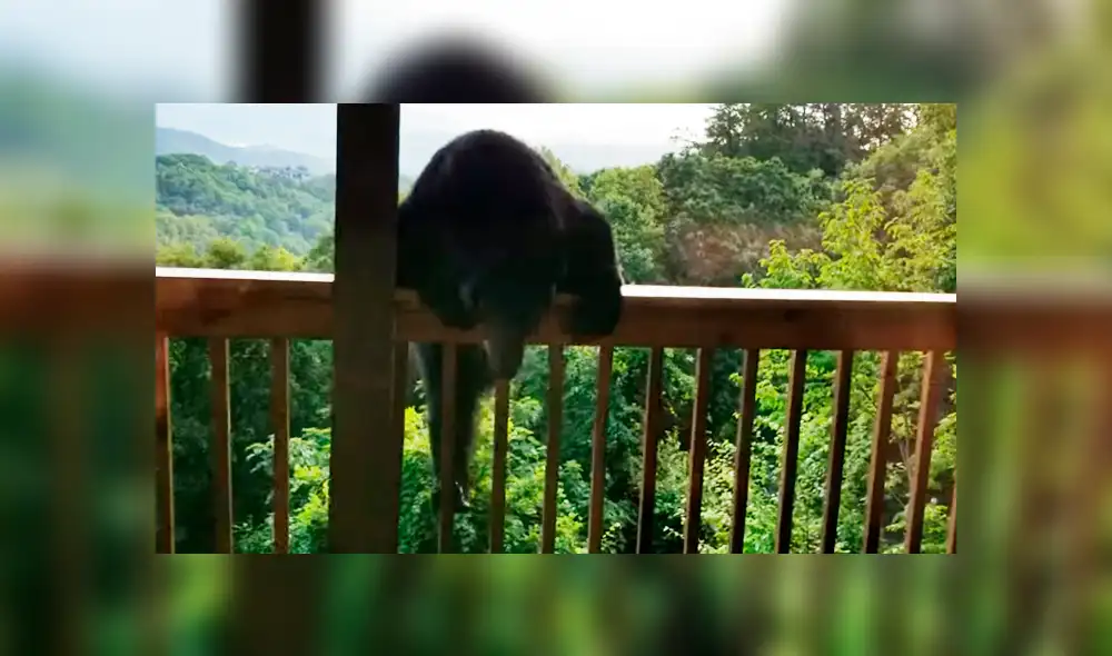 Un hombre quedó completamente aterrado al ver que un espeluznante animal había trepado hasta su casa.