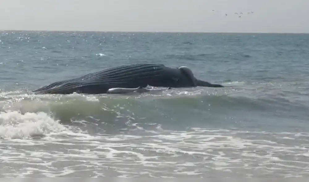 No se le encontraron heridas ni redes.