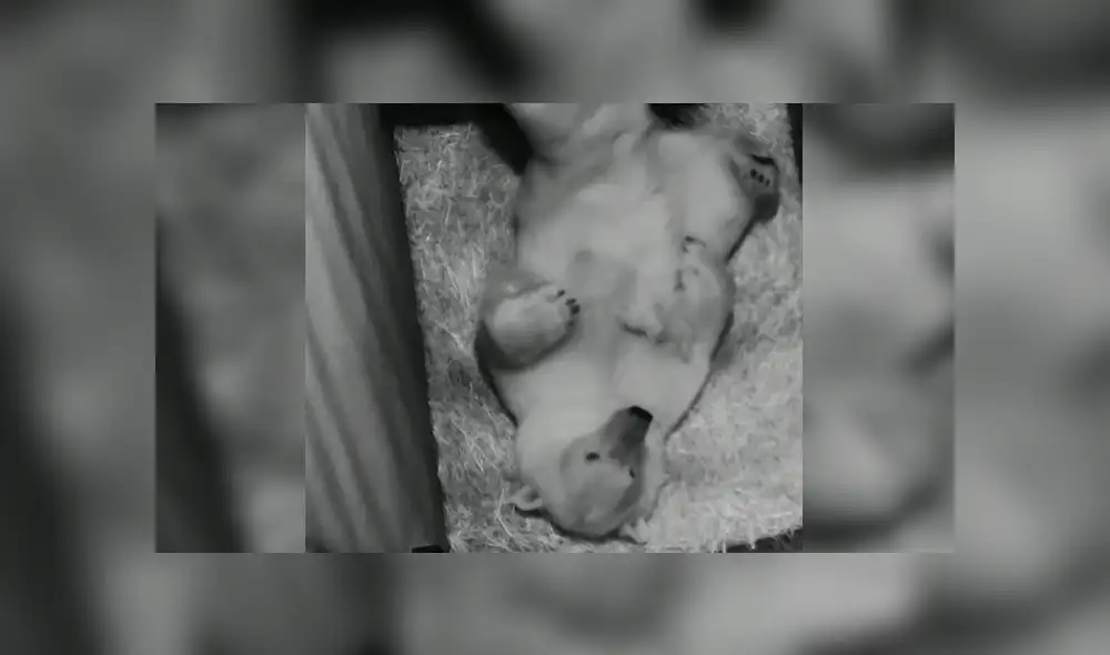 En YouTube, una osa polar tuvo un amoroso gesto con su pequeña cría y enternece a usuarios.