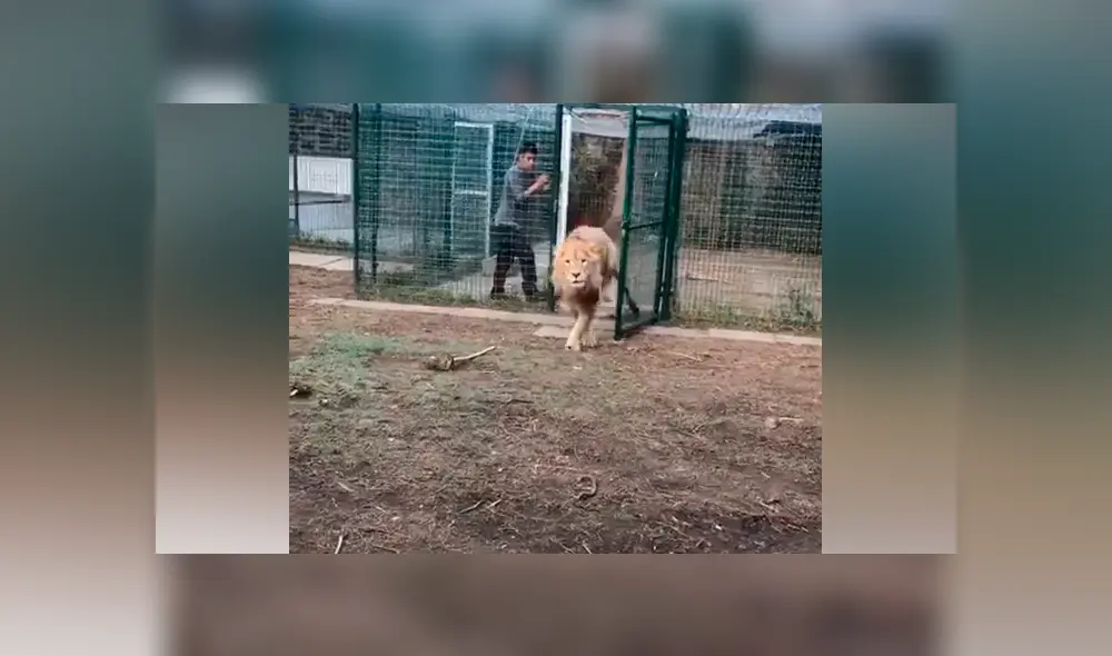 Desliza hacia la izquierda para ver la reacción que tuvo un león al reencontrarse con la persona que lo cuidó de bebé, hecho que se hizo viral en YouTube.