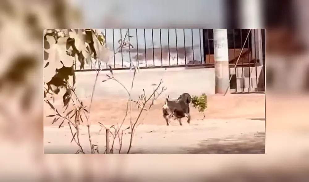 Desliza las imágenes para apreciar la noble acción de unos perros para ayudar en las labores a su dueña.