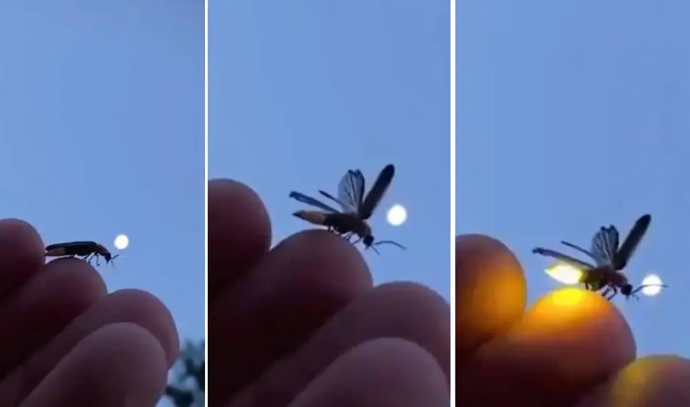 Las imágenes muestran el preciso instante en que la luciérnaga se enciende para buscar una pareja. Foto: Captura/@Lorena_CR Las imágenes muestran el preciso instante en que la luciérnaga se enciende para buscar una pareja. Foto: Captura/@Lorena_CR