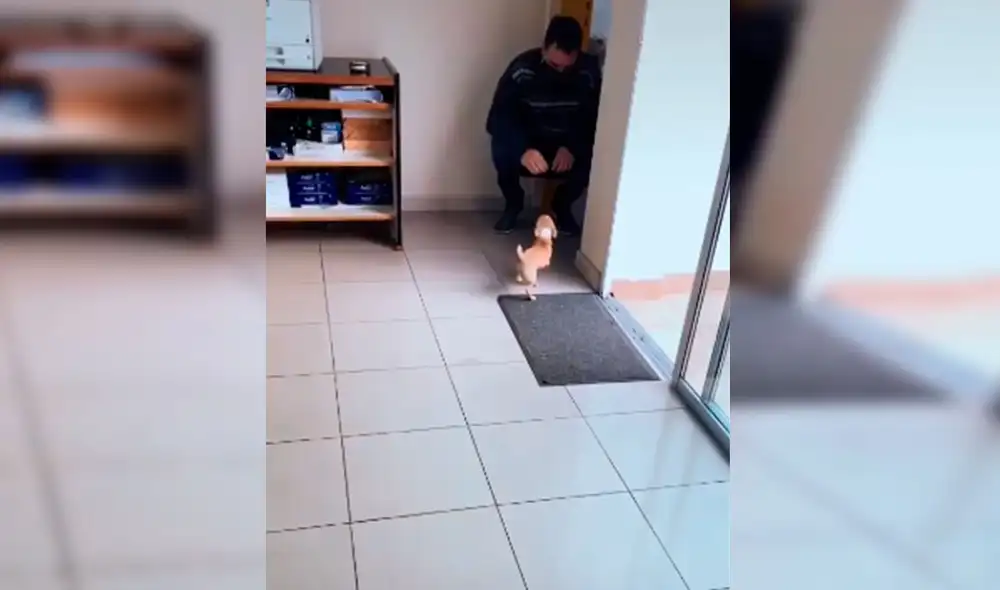 Desliza las imágenes para apreciar la tierna conducta de un perro con los compañeros de trabajo de su dueña. Foto: Captura de Facebook