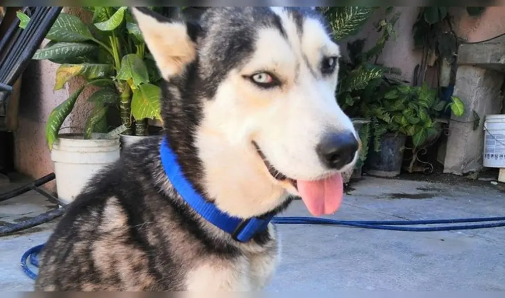 Max acompaña a su dueña a vender cupcakes para pagar sus medicinas contra el cáncer. (Foto: Facebook) Max acompaña a su dueña a vender cupcakes para pagar sus medicinas contra el cáncer. (Foto: Facebook)