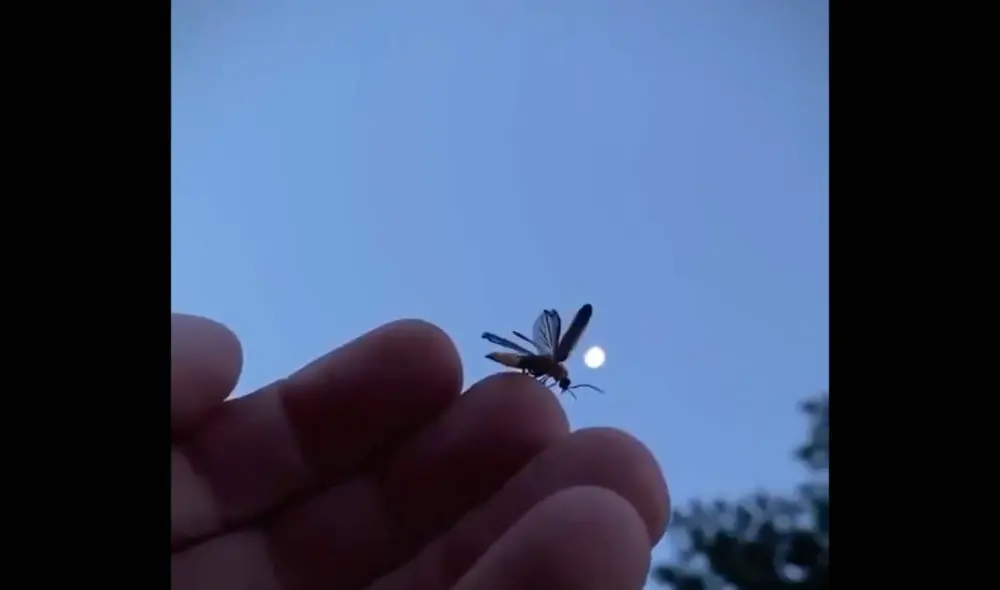 Las imágenes muestran el preciso instante en que la luciérnaga se enciende para buscar una pareja. Foto: Captura/@Lorena_CR Las imágenes muestran el preciso instante en que la luciérnaga se enciende para buscar una pareja. Foto: Captura/@Lorena_CR