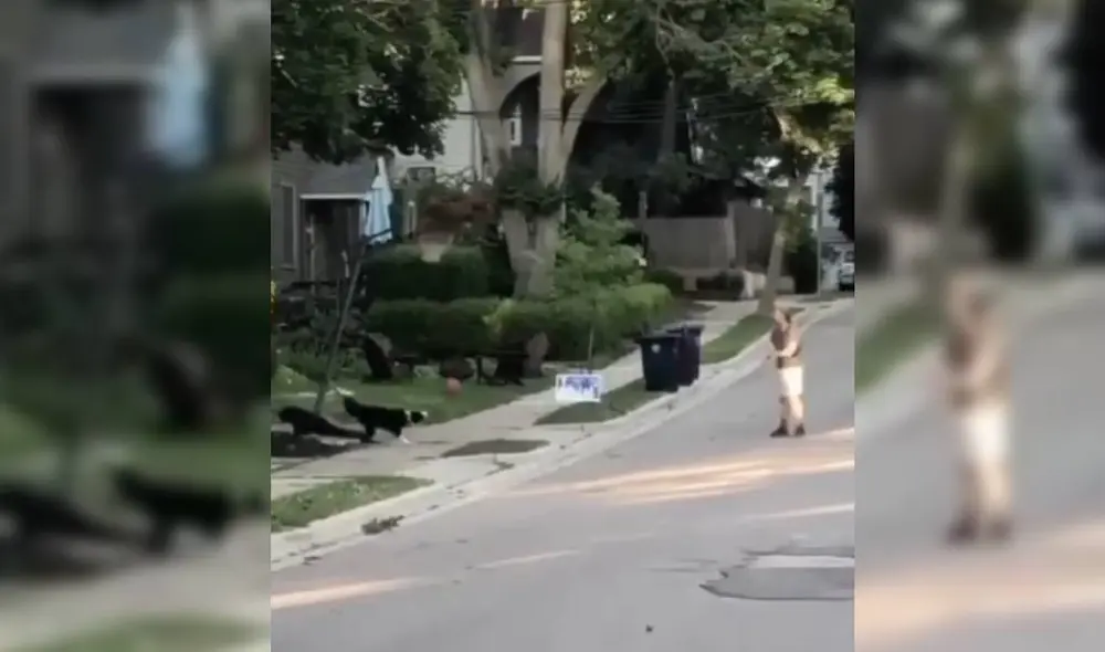 Las imágenes del perro basquetbolista se volvieron virales en el mundo. Foto: Facebook/Captura/Viva basquet