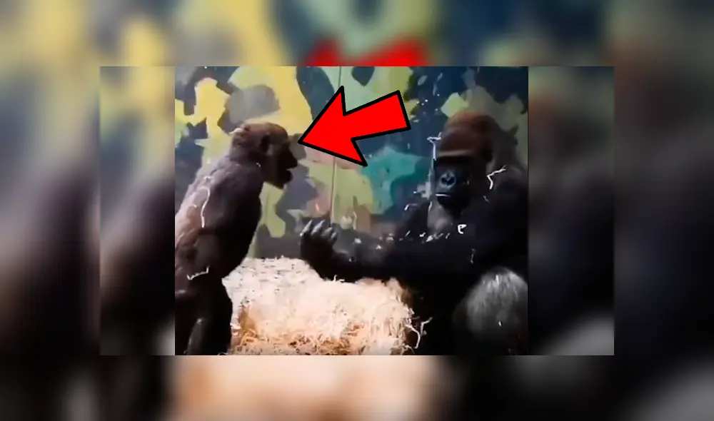 Vía Facebook. Travieso gorila no dejaba de molestar a su mamá tratando de llamar la atención sin esperar la inesperada respuesta de parte de esta