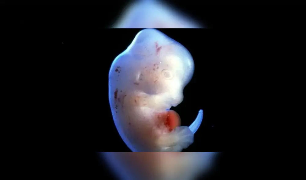 La meta de este experimento es crear órganos para luego ser trasplantados en humanos. Foto: referencial La meta de este experimento es crear órganos para luego ser trasplantados en humanos. Foto: referencial