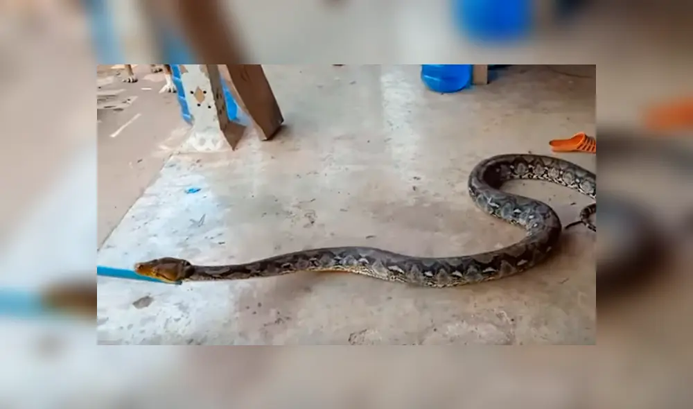 Desliza hacia la izquierda para ver el espeluznante hallazgo en Tailandia. Imágenes virales de YouTube. Desliza hacia la izquierda para ver el espeluznante hallazgo en Tailandia. Imágenes virales de YouTube.