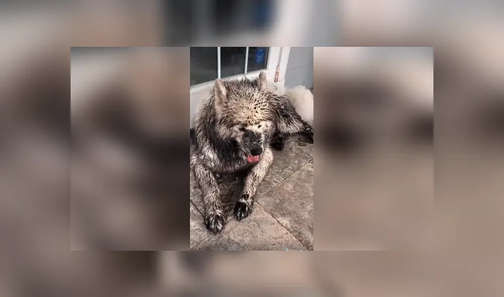 Desliza las imágenes hacia la izquierda para conocer la travesura que hicieron unos perros en la ausencia de su dueño.