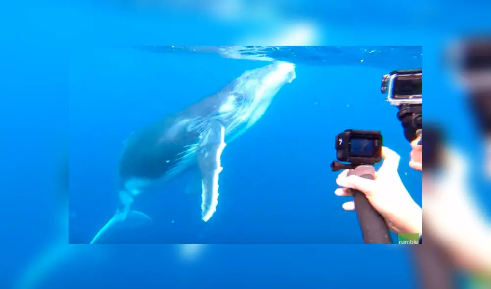 Video es viral en Facebook. Curiosos turistas se acercaron a la mamá ballena, sin imaginar que esta los sorprendería con conmovedora conducta