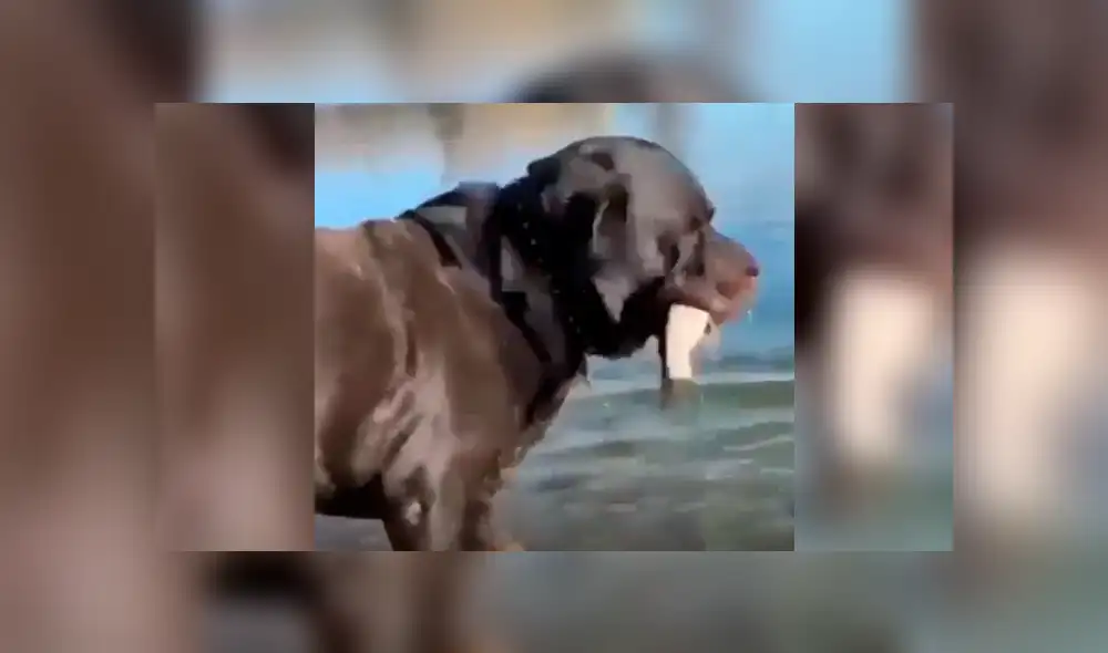 YouTube viral: este perro encontró a un pez descansando en el agua y lo que hizo deja sin palabras al mundo [VIDEO] 