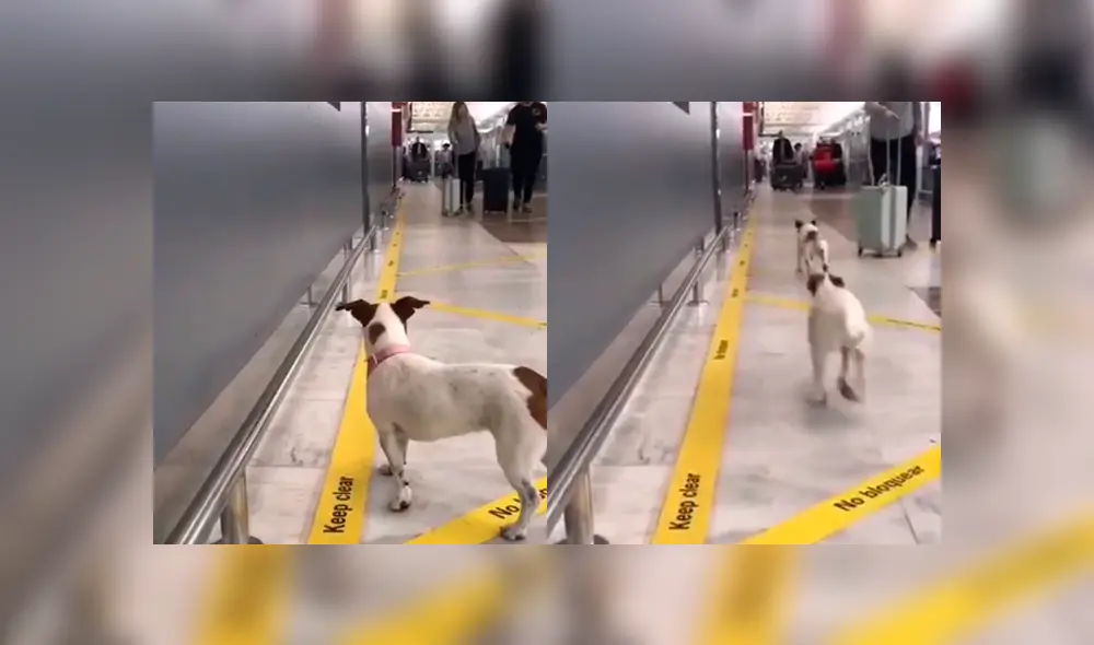 Desliza a la izquierda para ver este gesto que ha conmovido a los usuarios de YouTube. Foto: Captura. Desliza a la izquierda para ver este gesto que ha conmovido a los usuarios de YouTube. Foto: Captura.