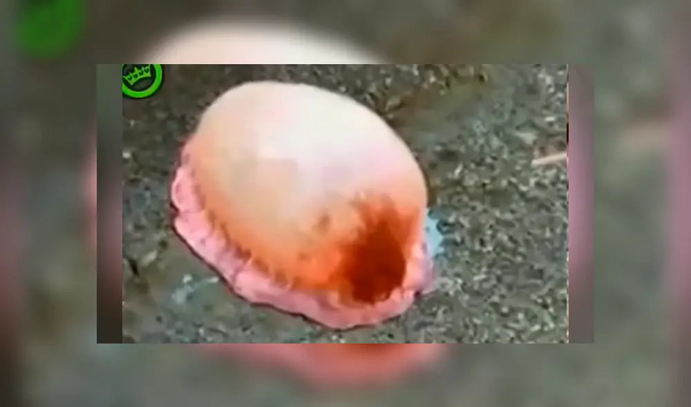 Bañistas descubren misteriosa criatura marina, la examinan y sucede lo inesperado Bañistas descubren misteriosa criatura marina, la examinan y sucede lo inesperado