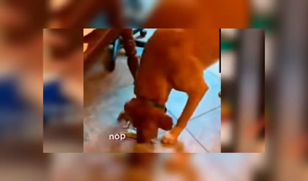 El can ha causado sensación en Facebook luego de que su dueño compartiera su increíble hazaña