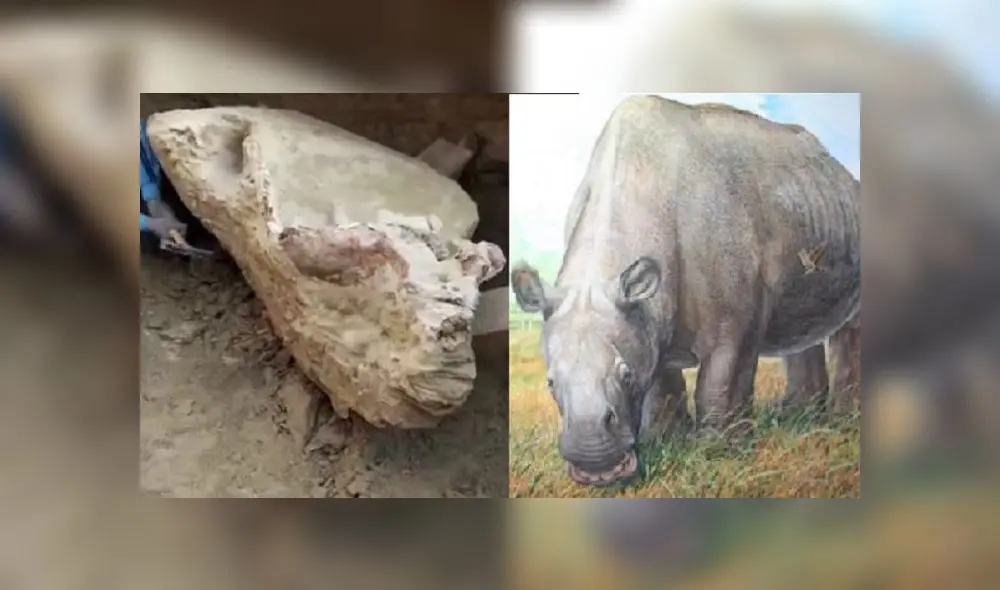 El gigante mamífero se extinguió hace 1,2 millones de años. Foto: composición El gigante mamífero se extinguió hace 1,2 millones de años. Foto: composición