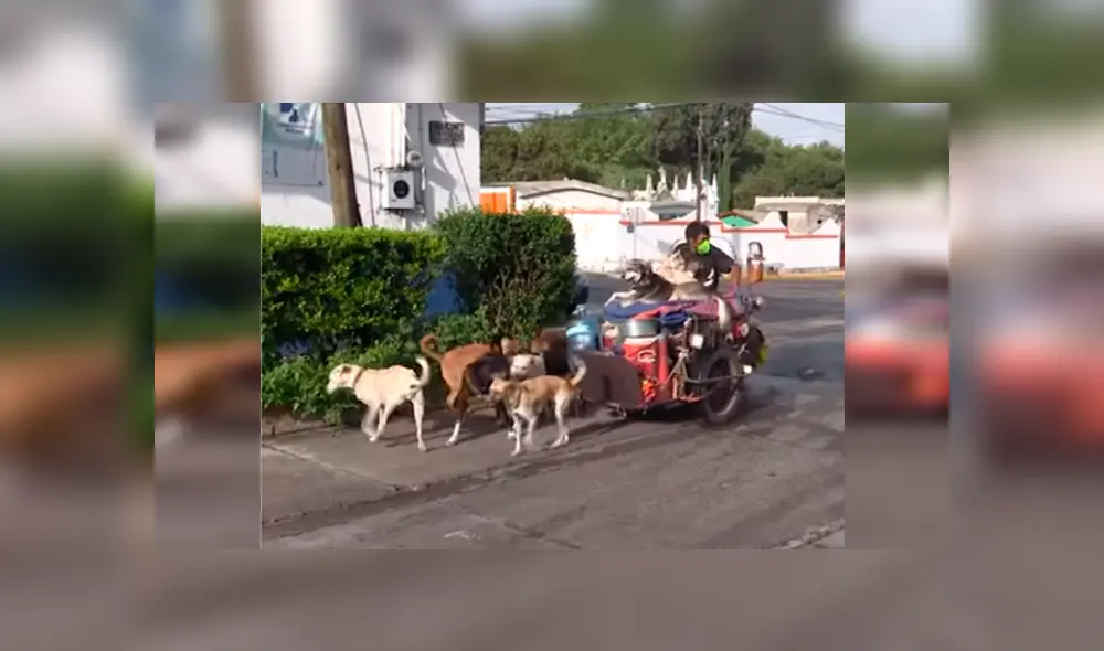 Desliza las imágenes para conocer la emotiva historia de un hombre al ayudar a indefensos animales. Fotocaptura: Puebla Noticias.