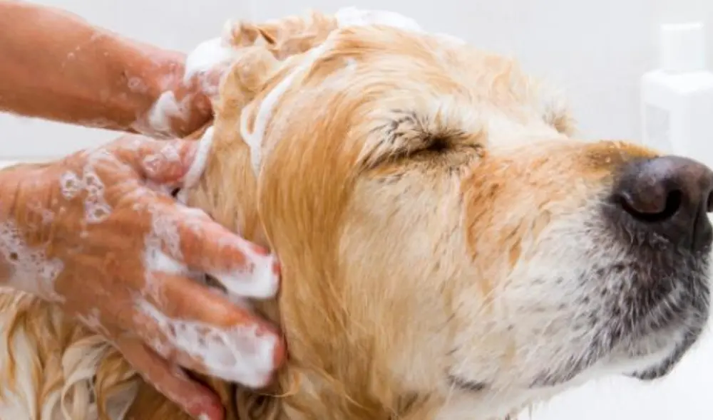 Es recomendable bañar a los perros una vez al mes. Foto: Experto Animal.