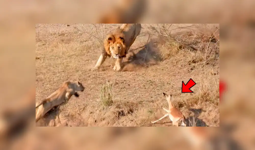 YouTube: león intenta cazar a un impala y leona lo detiene por insólito motivo que asombra a miles [VIDEO]