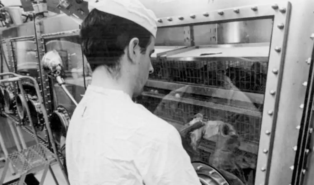 Un técnico de laboratorio estudia una codorniz japonesa expuesta a muestras lunares recolectadas por la misión Apolo 11 - NASA