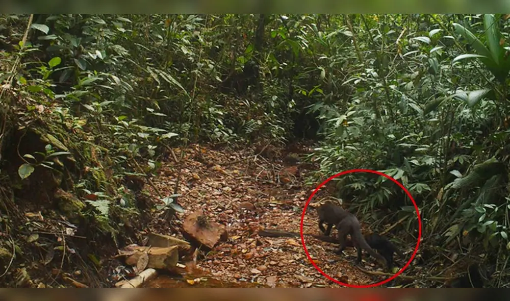 Al revisar los videos, se percataron de la presencia del yaguarundi hembra con sus dos crías. Foto: Serfor. Al revisar los videos, se percataron de la presencia del yaguarundi hembra con sus dos crías. Foto: Serfor.