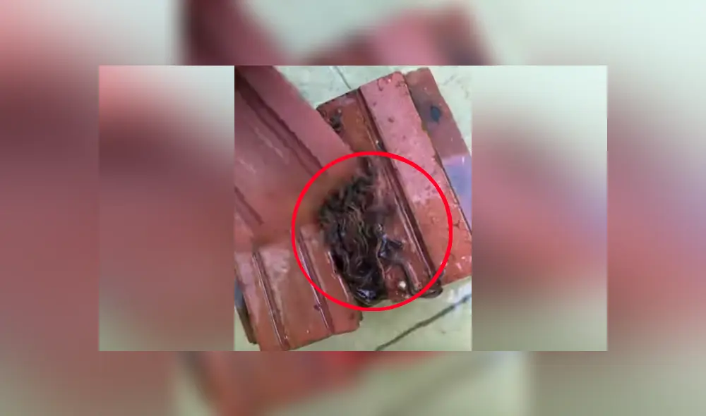 Se tropieza con pila de ladrillos y cientos de serpientes bebés salen de su escondite [VIDEO] 