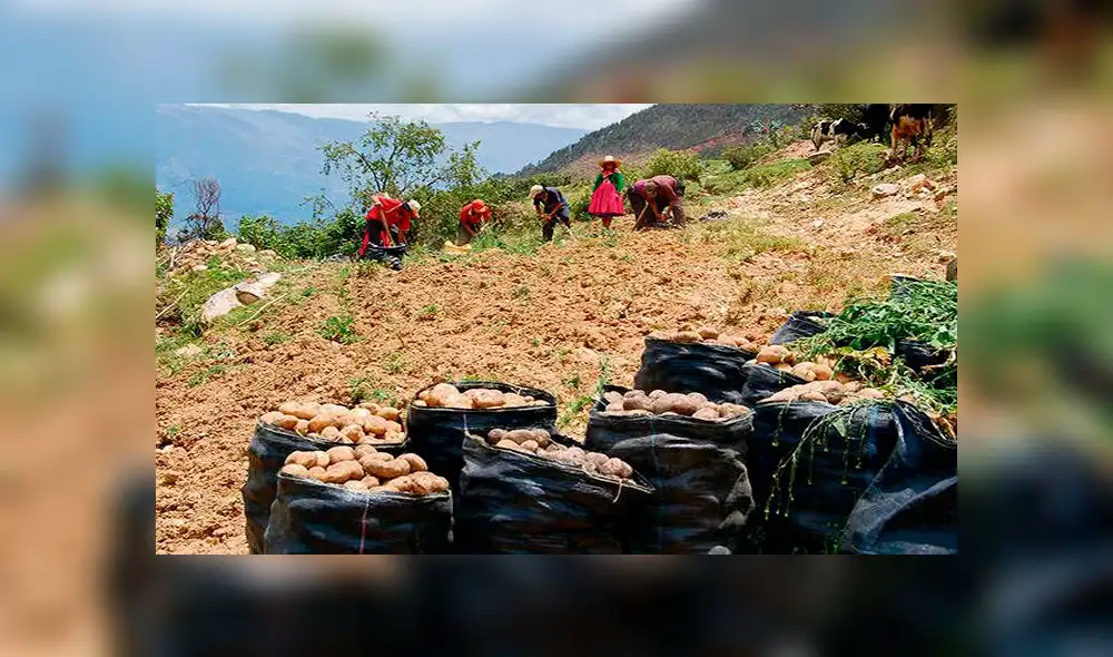 El kilo de papa costará un sol en feria 'Agro Rural'