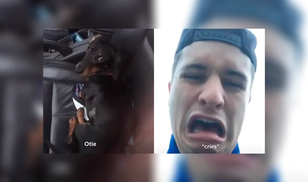 El perrito protagonista del video de Facebook, apretó el botón que bloquea todas las puertas del vehículo impidiéndole entrar a su dueño. El perrito protagonista del video de Facebook, apretó el botón que bloquea todas las puertas del vehículo impidiéndole entrar a su dueño.