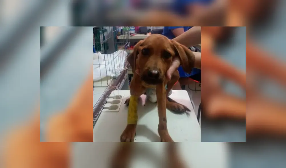 Facebook viral: encuentra perro moribundo en la calle, lo adopta y luego de algunos meses luce así