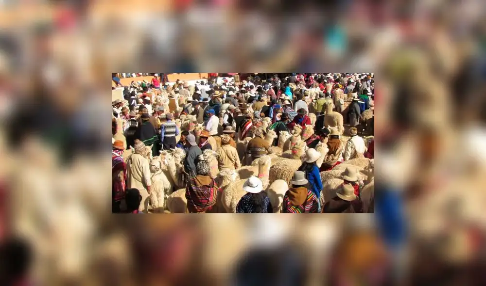 Niñoa es considerada capital de la alpaca Suri Niñoa es considerada capital de la alpaca Suri