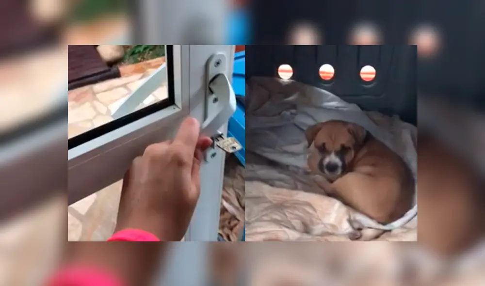Desliza a la izquierda para ver a estos cachorros que han conmovido a los usuarios de Facebook. Foto: Captura.