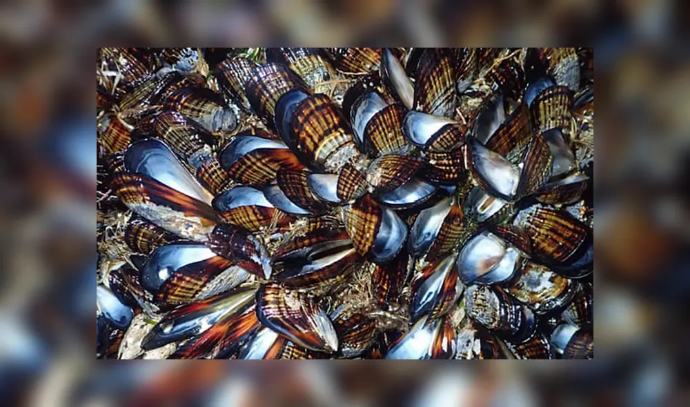 Efectos del cambio climático como olas de calor ya se manifiestan en diversos lugares del planeta. Foto: The Guardian Efectos del cambio climático como olas de calor ya se manifiestan en diversos lugares del planeta. Foto: The Guardian