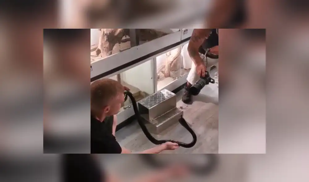 Facebook viral: fotógrafo realiza osada maniobra para hipnotizar a letal serpiente