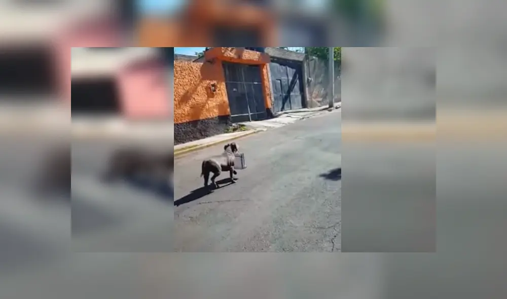 Desliza las imágenes hacia la izquierda para apreciar el emotivo gesto de un perro para agradecer a su dueño. Desliza las imágenes hacia la izquierda para apreciar el emotivo gesto de un perro para agradecer a su dueño.
