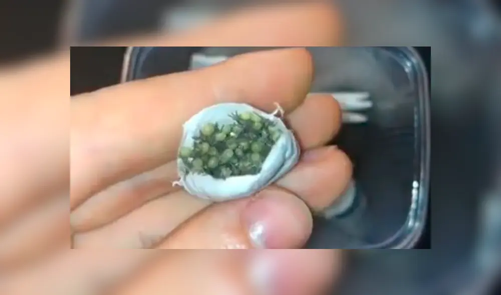 El joven estaba a punto de comérselas, hasta que se percató de lo que en realidad eran. Foto: captura El joven estaba a punto de comérselas, hasta que se percató de lo que en realidad eran. Foto: captura