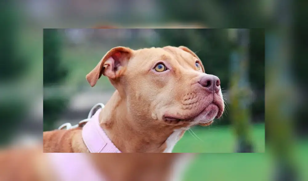 Pitbull muere luchando contra una serpiente venenosa para salvar la vida de dos niños. Foto: referencial Pitbull muere luchando contra una serpiente venenosa para salvar la vida de dos niños. Foto: referencial