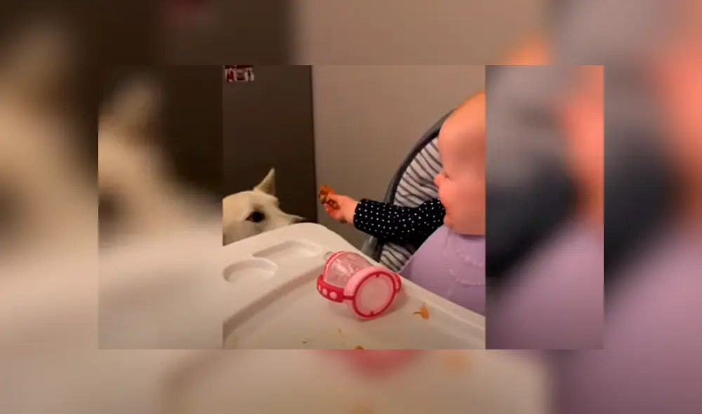 Desliza las imágenes para apreciar la emotiva escena que protagonizaron un bebé junto a su perro.