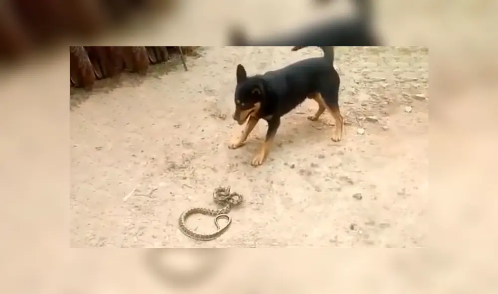 YouTube viral: Perro encuentra a peligrosa serpiente asesina y hace esto para salvar la vida de su amo 