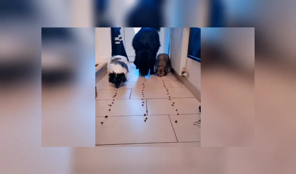 Desliza las imágenes para conocer quien fue el ganador de un divertido enfrentamiento entre tres perros.