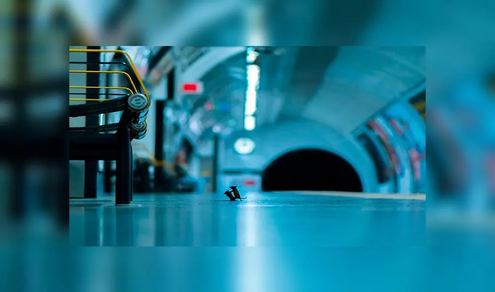 La foto fue nombrada como 'Station Squabble (Pelea en la estación)'. Foto: Sam Rowley