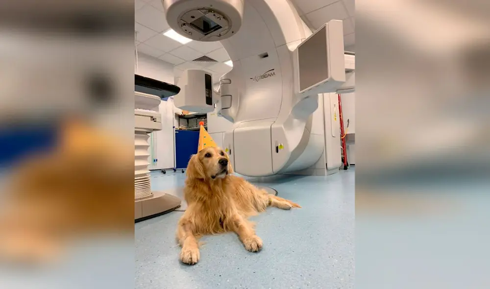 Desliza las imágenes para conocer la conmovedora historia de un perro que fue diagnosticado con tumor cerebral. Foto: YouTube Desliza las imágenes para conocer la conmovedora historia de un perro que fue diagnosticado con tumor cerebral. Foto: YouTube