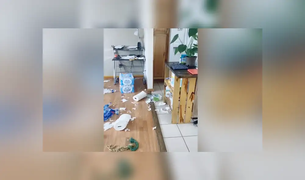 A través de TikTok se hizo viral el momento en que una mujer encuentra todo el destrozó que había hecho su perro.