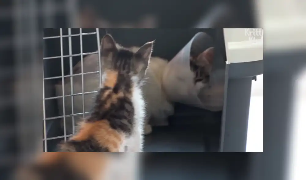 YouTube viral: gata discapacitada vuelve a ver a su bebé luego de meses y protagoniza emotivo reencuentro YouTube viral: gata discapacitada vuelve a ver a su bebé luego de meses y protagoniza emotivo reencuentro