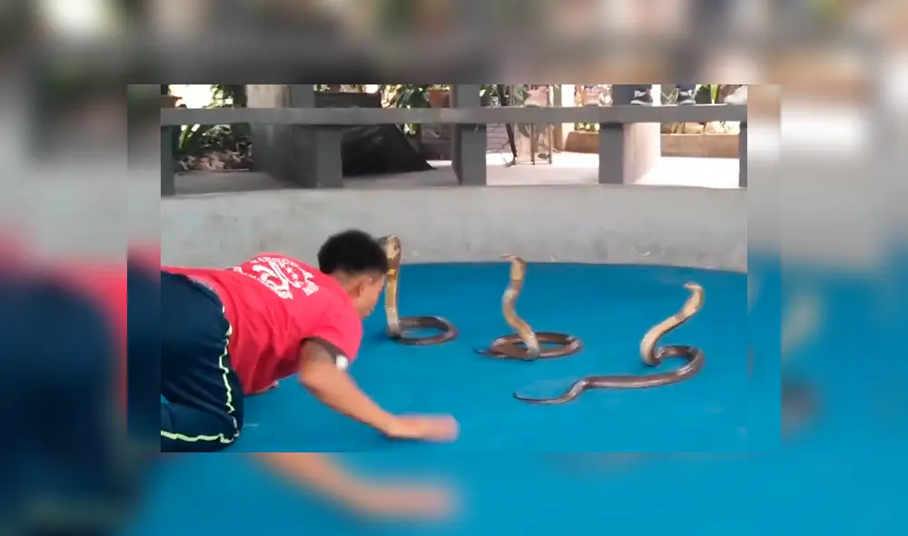 Video es viral en YouTube. Osado joven se plantó frente a las tres enormes serpientes para desafiarlas y el increíble desenlace dejó a más de uno con la boca abierta