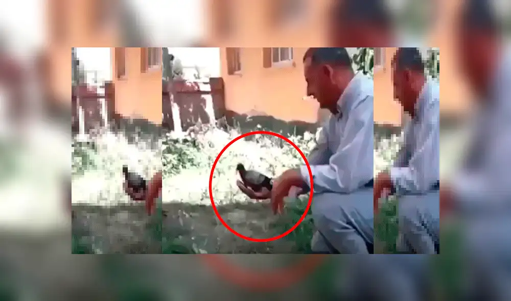 Facebook: halla un ave lastimada y cuando le ayuda a volar aparece insólita criatura y sucede lo peor [VIDEO]