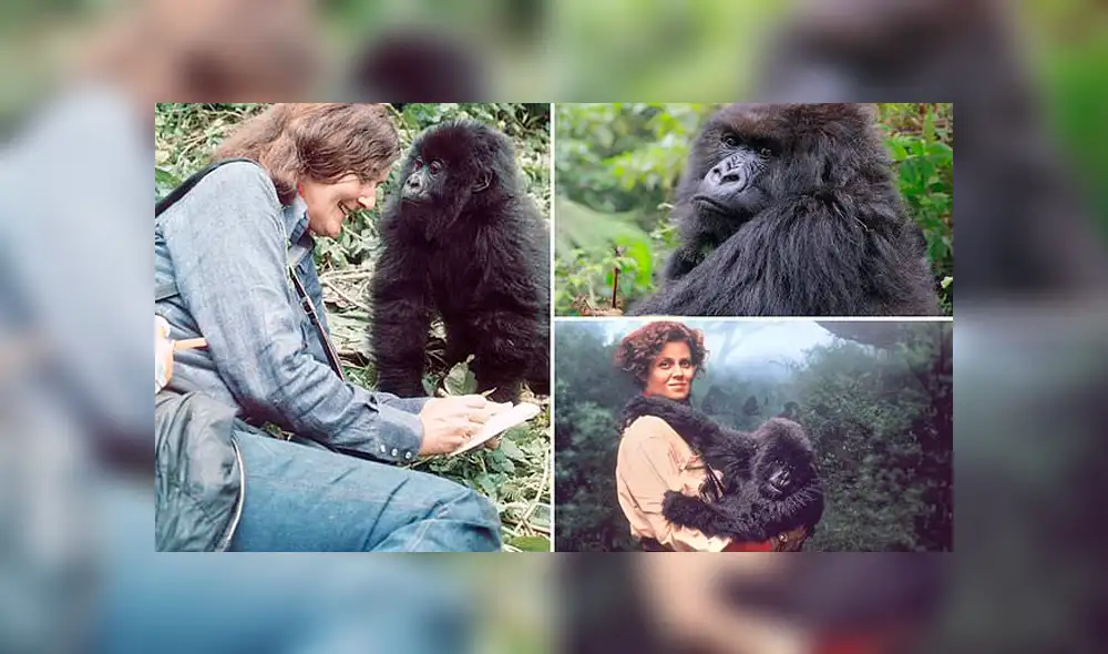 Fallece Poppy, la última de los 'gorilas en la niebla' de Dian Fossey