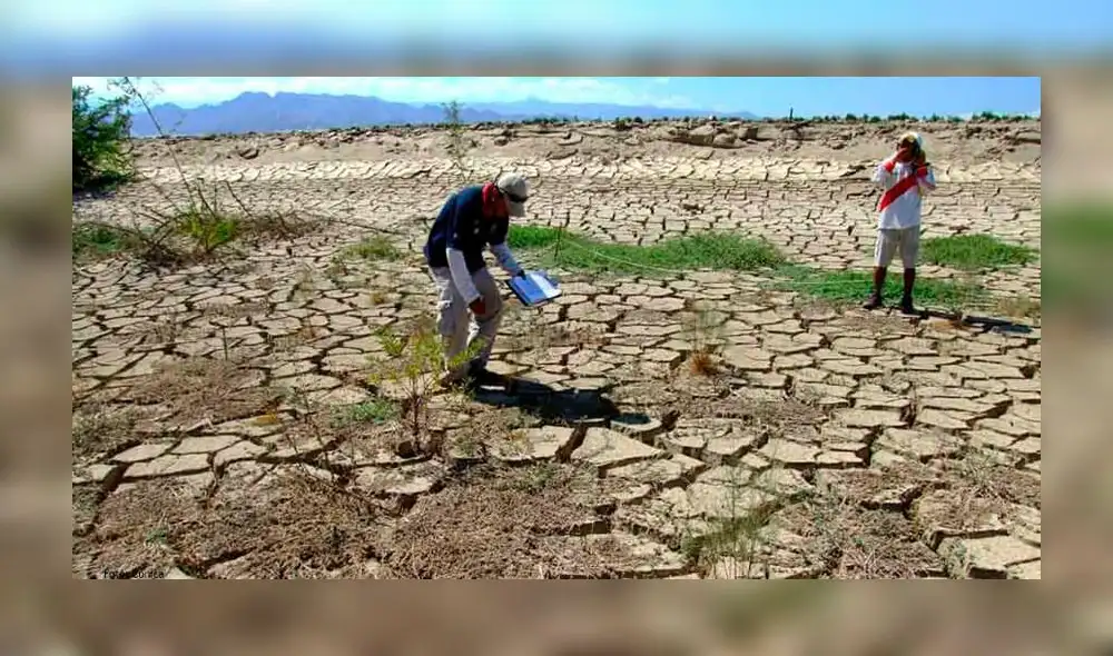 Más de 20.000 cabezas de ganado vacuno se encuentran en riesgo de morir. Foto: Difusión.