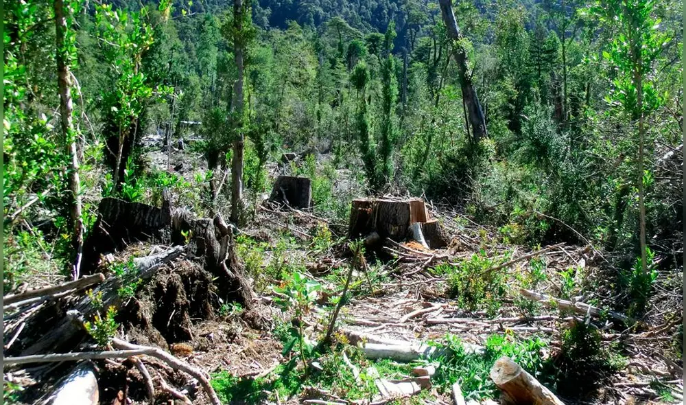 Amazonas tala ilegal Defensoría del Pueblo comunidades indígenas